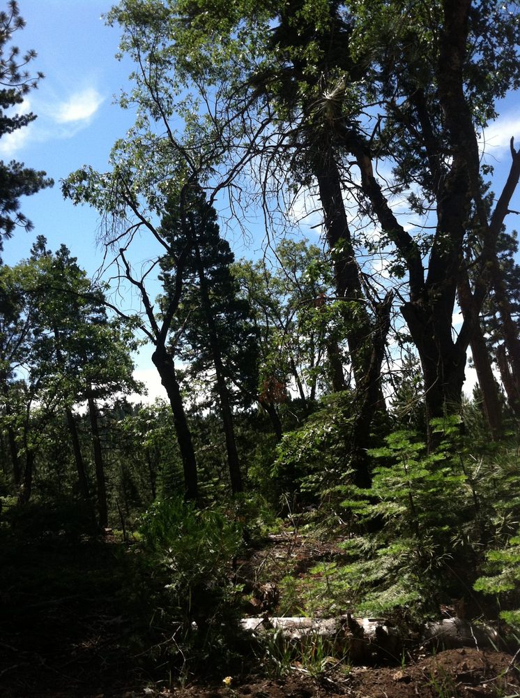 Photo from Plummer Ridge Trail