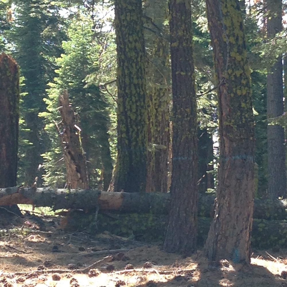 Photo from Plummer Ridge Trail