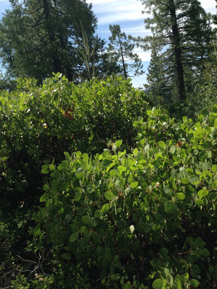 Photo from Plummer Ridge Trail