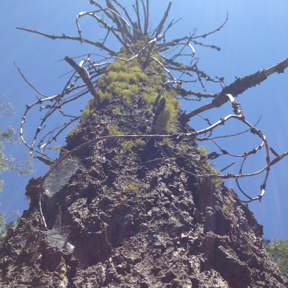 Photo from Plummer Ridge Trail