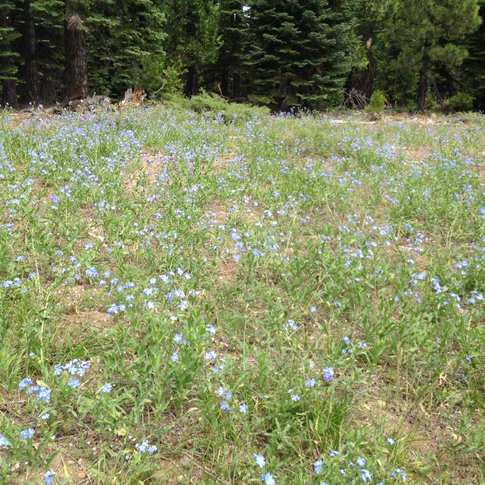 Photo from Plummer Ridge Trail