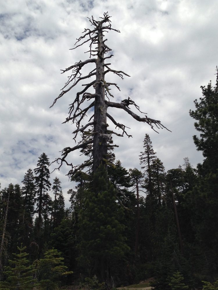 Photo from Plummer Ridge Trail