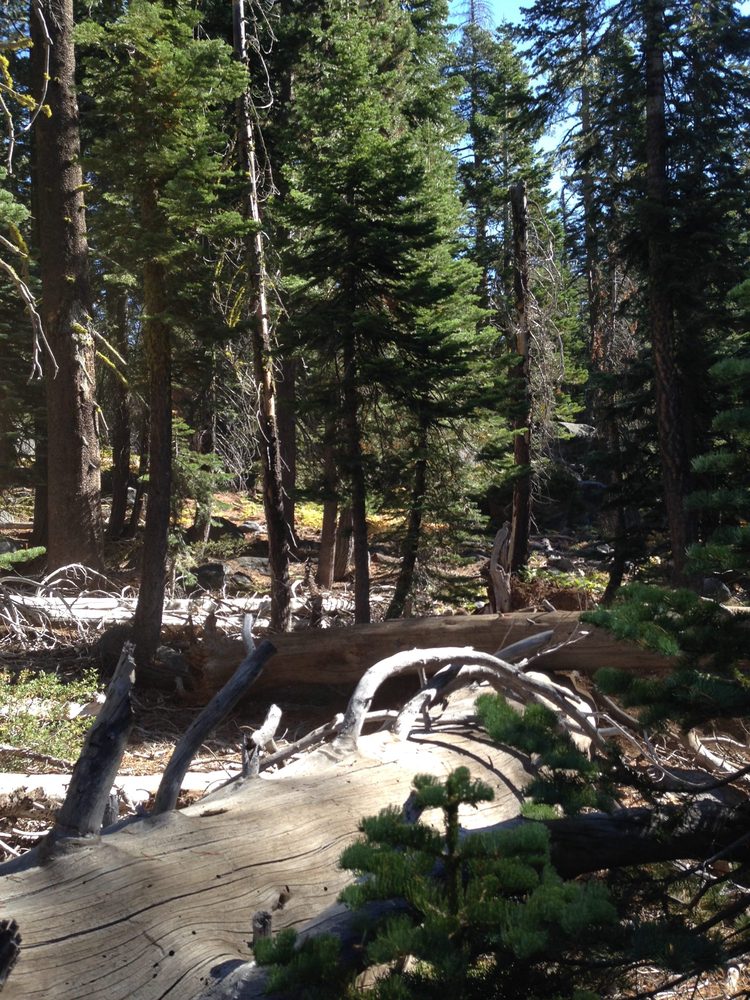 Photo from Barrett Lake Trail