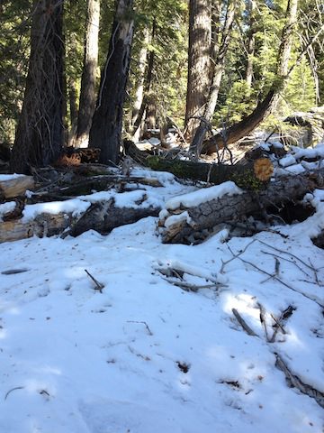 Photo from Strawberry Trail Patrol