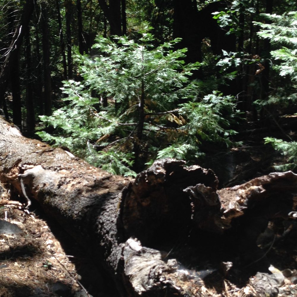 Photo from Hell Hole Trail