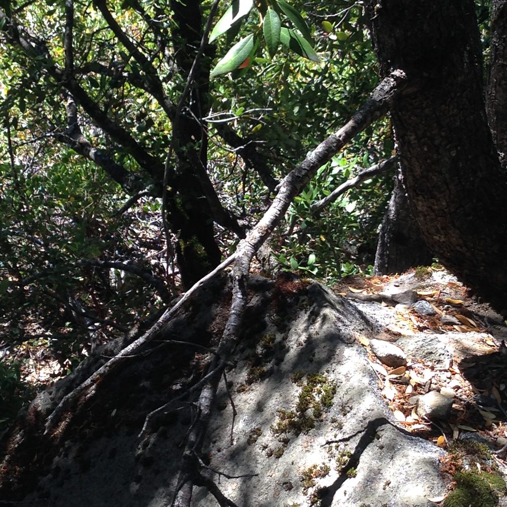 Photo from Hell Hole Trail