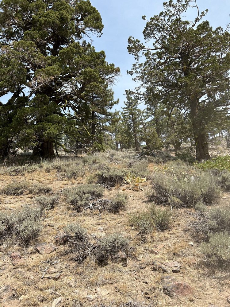 Photo from Bear Valley Loop Trail