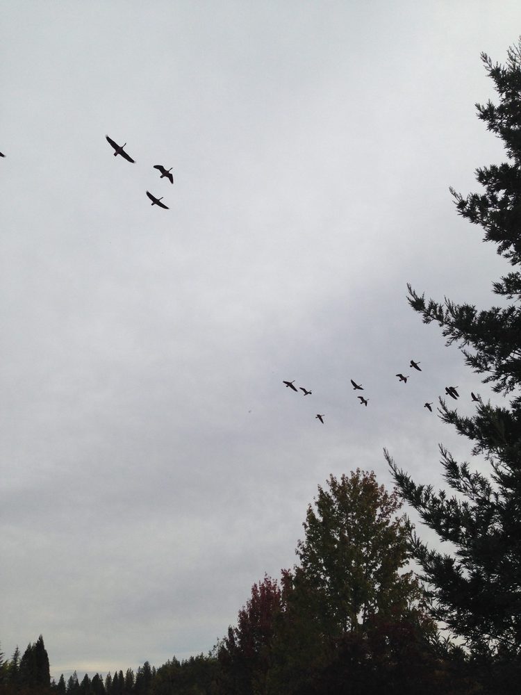 Photo from Apple Hill Run