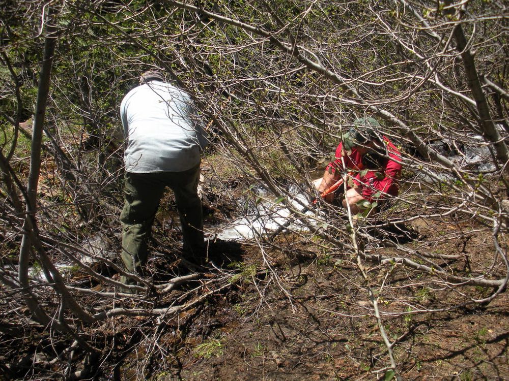 Photo from Strawberry Maintenance
