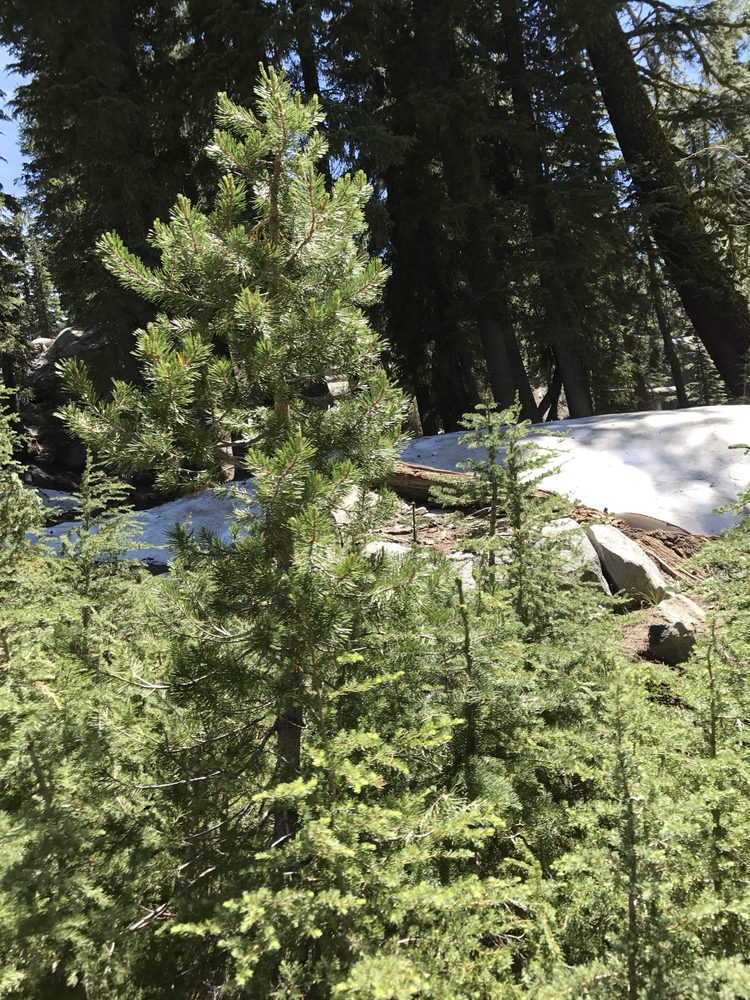 Photo from Strawberry Trail Patrol