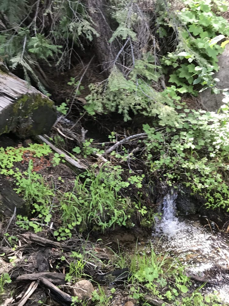Photo from Strawberry Trail Patrol