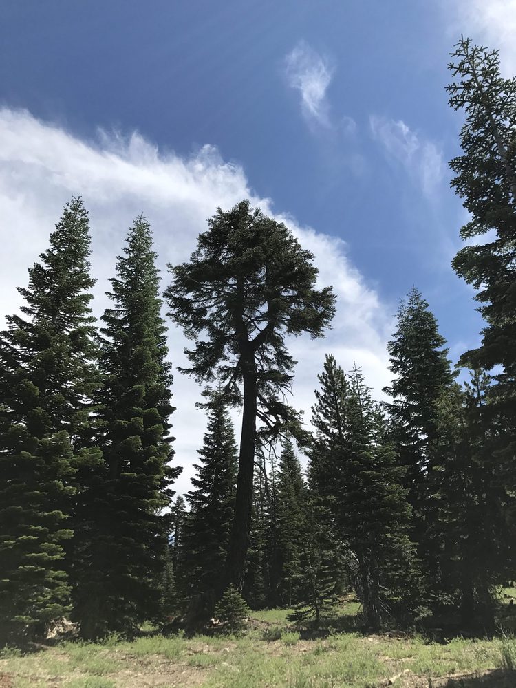 Photo from Strawberry Trail Patrol