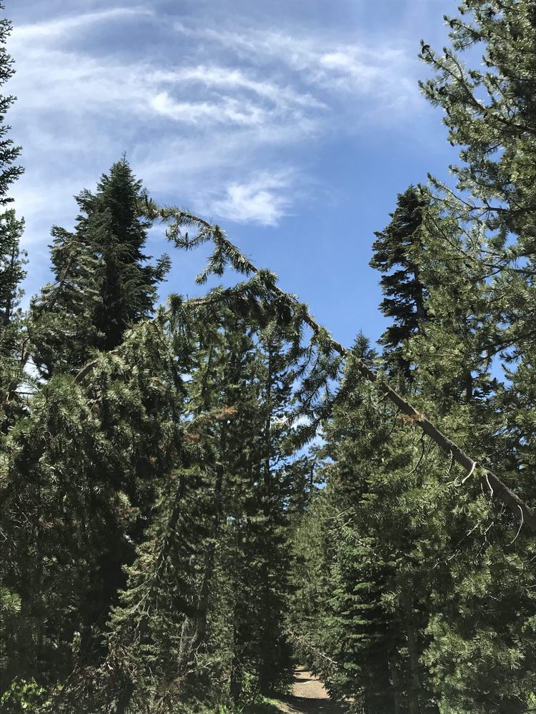 Photo from Strawberry Trail Patrol