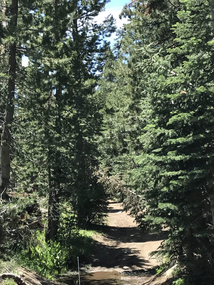 Photo from Strawberry Trail Patrol
