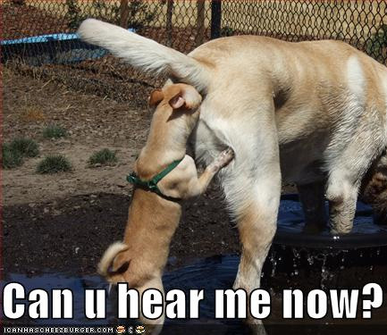41268=1633-loldog-funny-dog-pictures-can-u-hear-me-now.jpg