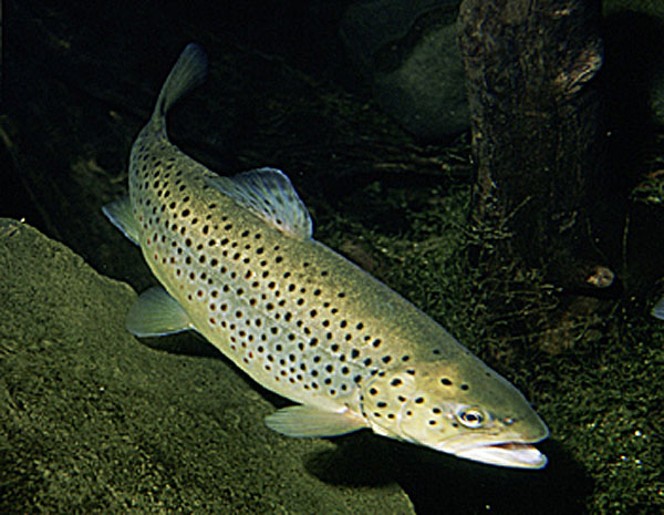 54602=2246-brown_trout.jpg